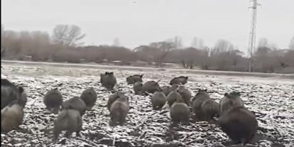 Ağrı şehir merkezine yakın bölgede domuz sürüsü görüntülendi