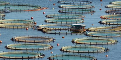 Bakan Yumaklı: Türkiye, su ürünleri avcılığı ve yetiştiriciliğinde bölgesinde lider konumda