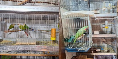 Antalya’da 24 papağan ele geçirildi