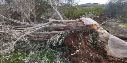 Batı Şeria'da tarıma ağır darbe: Yahudi çeteler 3 binden fazla ağaca zarar verdi
