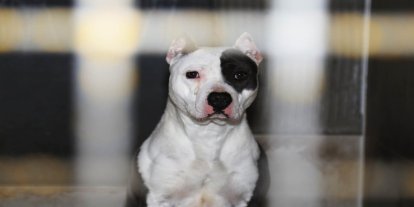 Yargıtay'dan pitbull cinsi köpek için emsal karar