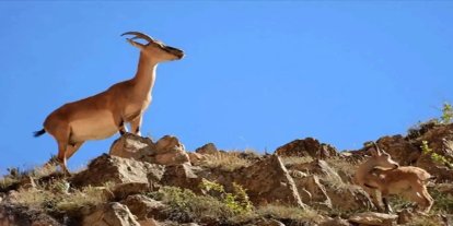 Yaban keçisi avına 966 bin lira ceza