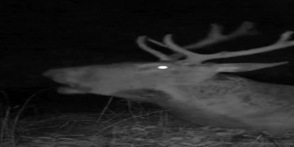 Bursa’da kızıl geyiğin gece narası sessizliği bozdu