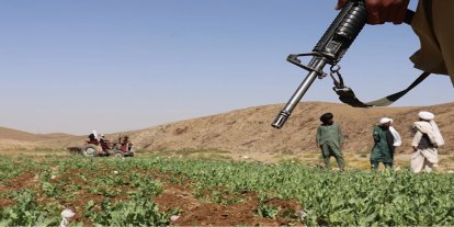 Afgan yönetimi, 2025'te 19 bin hektardan fazla uyuşturucu tarlasını imha etti