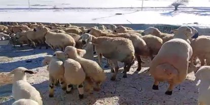 Malatyalı küçükbaş yetiştiricisi: Hayvancılık emek, sabır ve alın teri ister