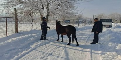 Genç Belediyesi’nden sahipsiz hayvanlara kış desteği