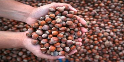 Soğuk havalarda fındık yemenin vücuda faydaları