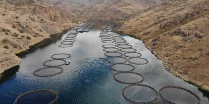 Alabalık yetiştiriciliği için üç baraj gölü tahsise açıldı