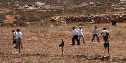Siyonistler Masafir Yatta'da 150 zeytin ağacını söktü