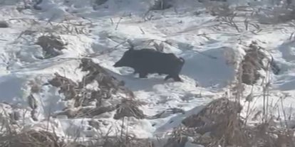 Batman'da aç kalan yaban domuzları yerleşim yerlerine yaklaştı