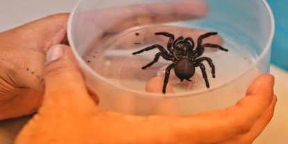 Bilim adamları, kalp krizi ve felç için örümcek zehri bazlı ilaç denemesine başladı