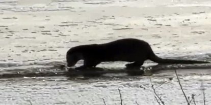 Nesli tükenme tehlikesi ile karşı karşıya olan su samuru Ağrı’da görüntülendi