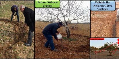 Siirt fıstığında taban gübresi zamanı: Uzmanlardan üreticilere uyarı