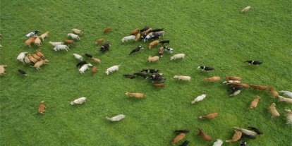 Besilik hayvan ithalatına ilişkin başvurular ileri bir tarihe ertelendi