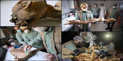 Çöl mağaralarında 1.800 yıllık çita mumyaları