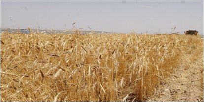 Anadolu Tarım İşletmesi 327 ton buğdayı satışa çıkarıyor