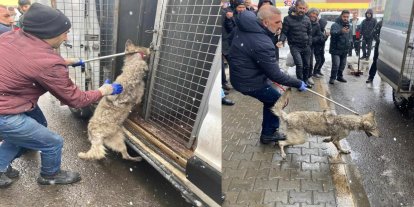 Bingöl’de iş yerine giren kurt paniğe neden oldu
