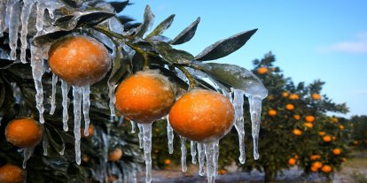 Adana'da narenciye bahçelerinde zirai don