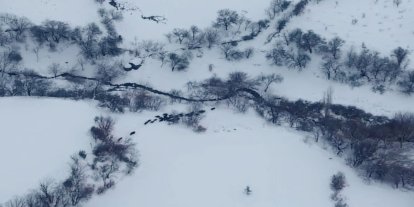 Diyarbakır'da yaban domuzu sürüsü havadan görüntülendi