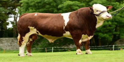 2026 yılı besilik sığır ithalatı başvuruları başladı