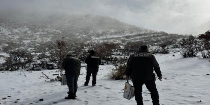 Batman'da yaban hayvanları için yemleme çalışması sürüyor