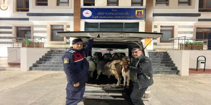 Gaziantep’te sahte parayla hayvan dolandırıcılığı: 3 şüpheli yakalandı