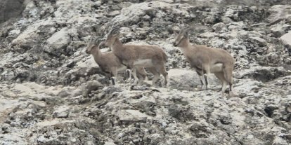 Dağ keçilerinin doğal yaşamı kameralara yansıdı