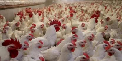 Ticaret Bakanlığı tavuk ihracatını durdurdu