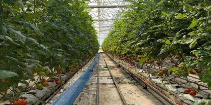 Sera OSB'de topraksız tarım dönemi başladı