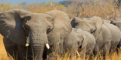 Hindistan'da fillerin ezdiği 6 kişi öldü