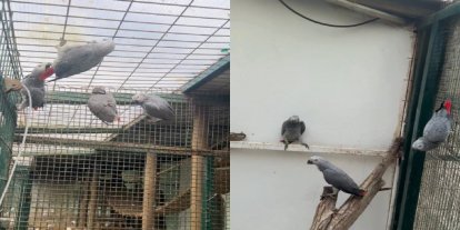 İstanbul Havalimanı’nda 20 Afrika Gri Papağanı ele geçirildi