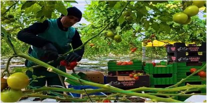 Bakan Yumaklı’dan “Karlar altında domates üretimi” paylaşımı
