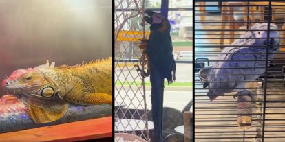 Samsun’da CITES kapsamındaki 3 egzotik hayvana el konuldu