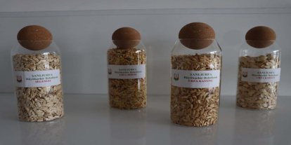 Şanlıurfa’da ata tohumları çiftçilerle buluşuyor