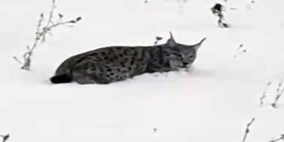 Ağrı’da yorgun düşen vaşak kameralara yansıdı