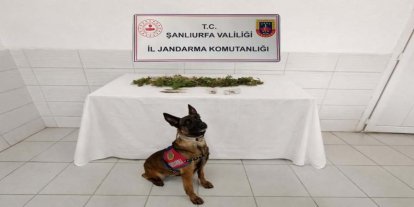 Şanlıurfa’da uyuşturucu operasyonu: Kenevir ele geçirildi