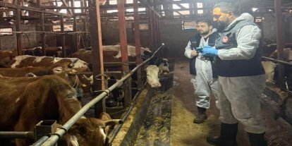 Rize’de ilkbahar şap aşılama programı başladı