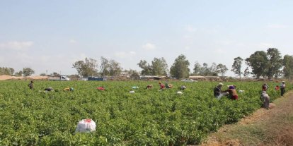 Tarım işçilerinin ücretleri 2025 yılında yüzde 37,8 arttı