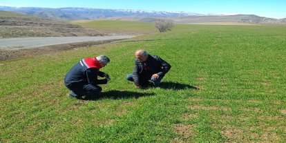 Malatya'da buğday tarlalarında hastalık denetimi