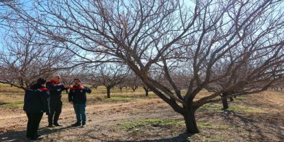 Malatya'da kayısı bahçelerinde inceleme