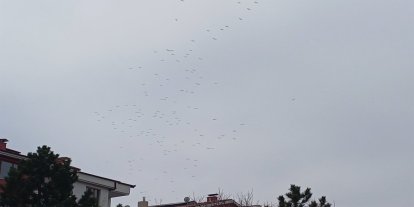 Konya semalarında leylek göçü