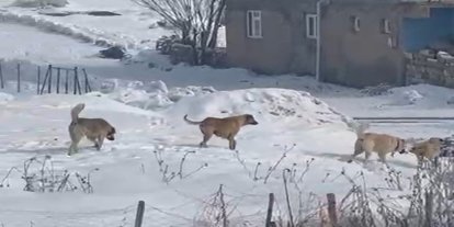 Ağrı’da başıboş köpek sorunu hem can hem mal güvenliğini tehdit ediyor