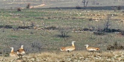 Batman'da nesli tehlike altındaki toy kuşu kameralara yansıdı