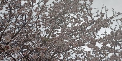 Adıyaman'da baharın müjdecisi çiçekler renk cümbüşüne döndü