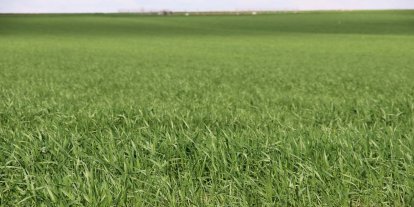 ZMO'dan çiftçilere kritik uyarı: Yağış sevindirdi, hastalık riski kapıda