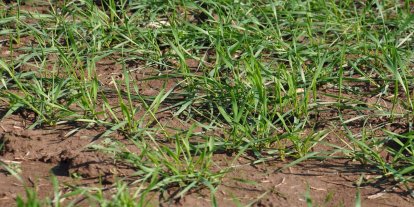 Aşırı yağış sonrası çiftçilere hayati uyarılar