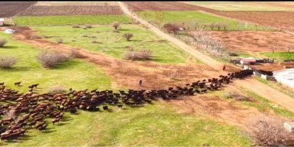 Bingöl’de kuzuların anneleriyle buluşma anı kalpleri ısıttı