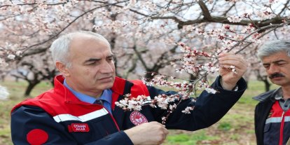 Malatya'da dolu yağışı sonrası kayısı bahçelerinde inceleme