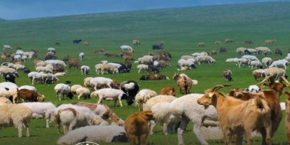 Küçükbaş hayvancılığa 100 baş destek: Başvurular başladı