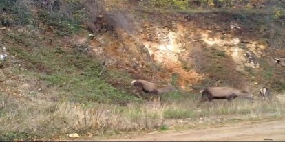 Bursa’da kızıl geyikler görüntülendi